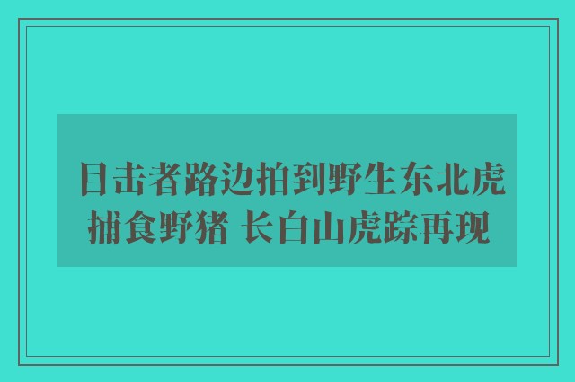 目击者路边拍到野生东北虎捕食野猪 长白山虎踪再现