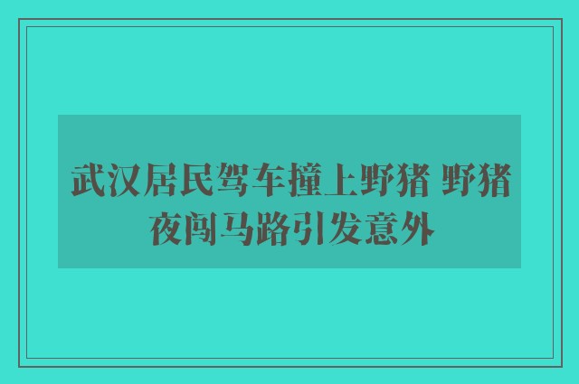 武汉居民驾车撞上野猪 野猪夜闯马路引发意外